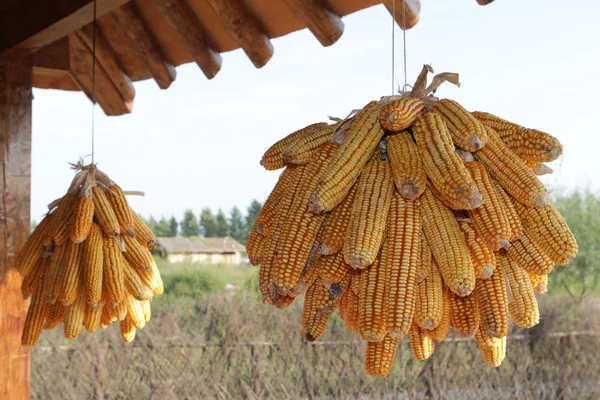 Dried corn — Stock Photo, Image