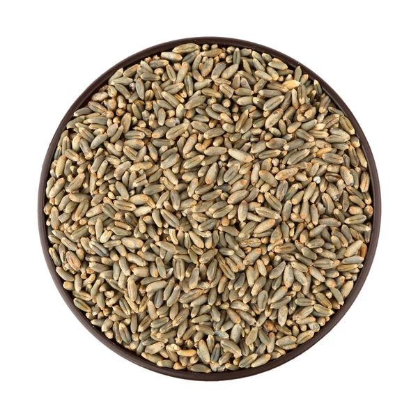 Green oat grain — Stock Photo, Image