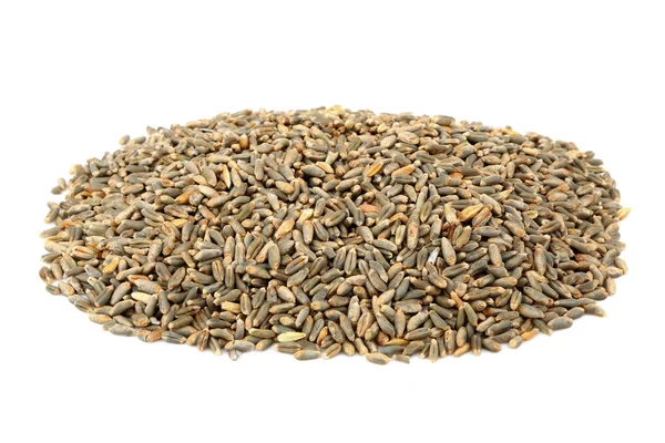 Green oat grain — Stock Photo, Image