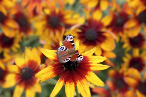 Vlinder op de bloem Stockfoto