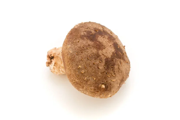 Beyaz arka planda Shiitake mantarı (Japonya 'da Shiitake olarak adlandırılır))