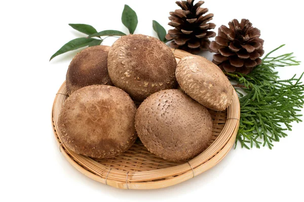 Shiitake Paddenstoel Witte Achtergrond Riep Shiitake Japan — Stockfoto