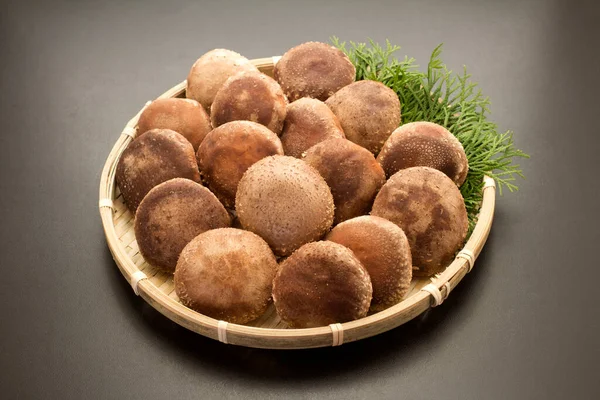Siyah arka planda Shiitake mantarı (Japonya 'da Shiitake olarak bilinir))