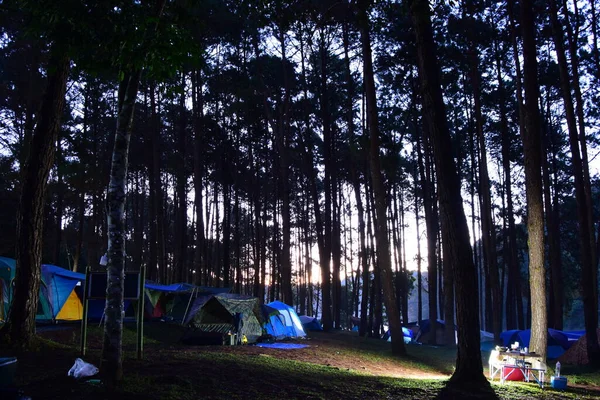 Camping Bosque Por Mañana —  Fotos de Stock