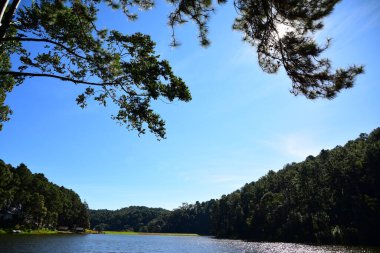 Güneşli bir günde nehir ve ormanla güzel bir manzara.