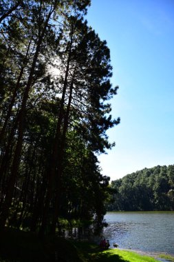 Güneşli günde güzel nehir kıyısı manzarası