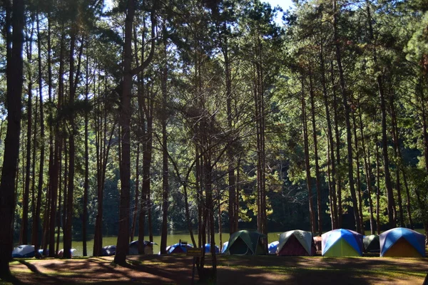 Campingplatz Wald Der Flussküste — Stockfoto