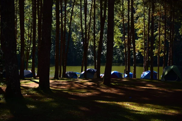 Campingplatz Wald Der Flussküste — Stockfoto