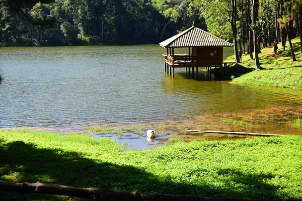 Rivierkust Met Prieel Het Bos — Stockfoto