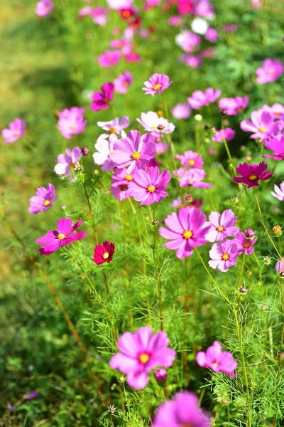 Bunte Blumen Und Morgensonne — Stockfoto