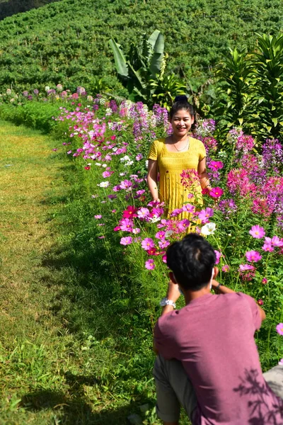 Bunte Blumen Und Morgensonne — Stockfoto