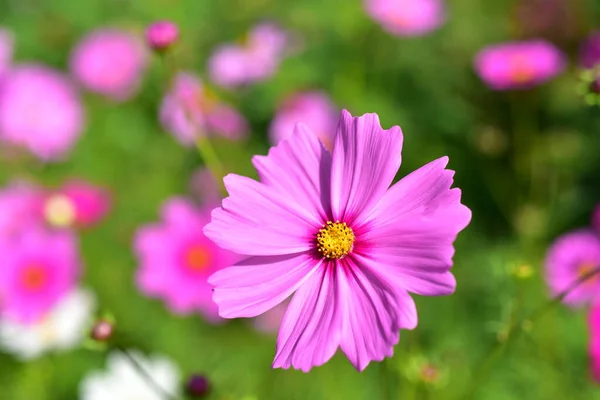 Kolorowe Kwiaty Poranne Słońce — Zdjęcie stockowe