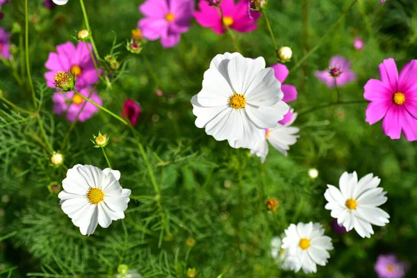 Bunte Blumen Und Morgensonne — Stockfoto