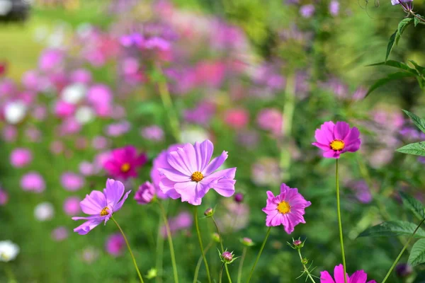 Flores Coloridas Luz Sol Manhã — Fotografia de Stock