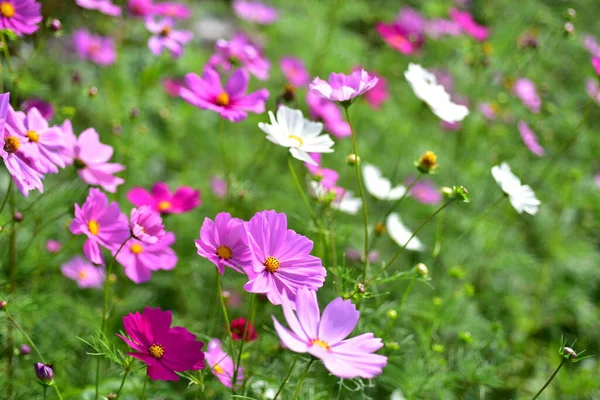 Bunte Blumen Und Morgensonne — Stockfoto