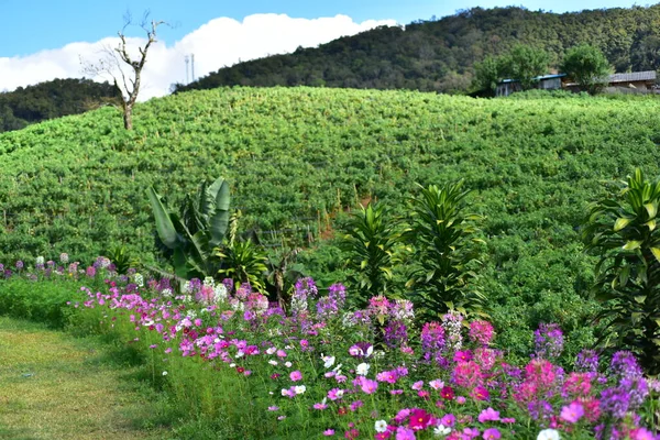 Flores Coloridas Sol Mañana — Foto de Stock