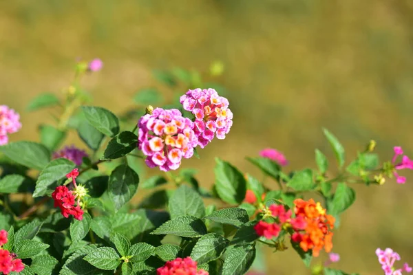 Colorful Flowers Morning Sunshine — Stock Photo, Image