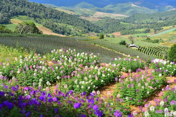 Flores Coloridas Luz Sol Manhã — Fotografia de Stock