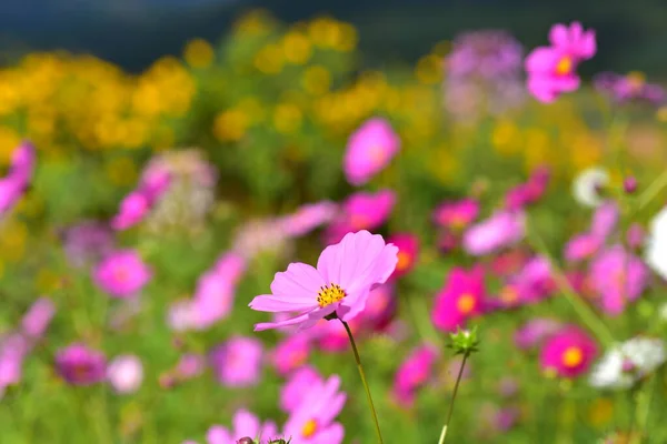 Piękne Cosmos Kwiaty Ogrodzie — Zdjęcie stockowe