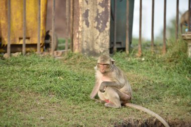 Yeşil çimenlerde oturan maymun.