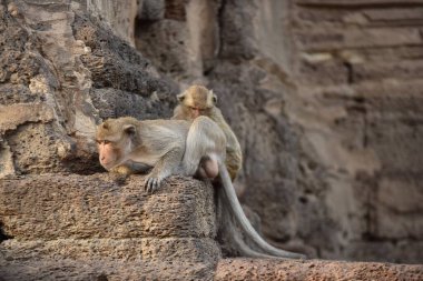 Asya 'daki antik Budist tapınağındaki maymunlar