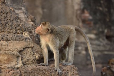 Asya 'daki antik Budist tapınağındaki maymunlar