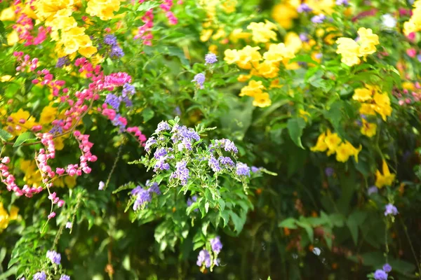 Beautiful Flowers Green Garden — Stock Photo, Image