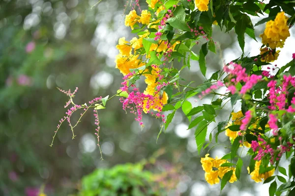 Yeşil Bahçede Güzel Çiçekler — Stok fotoğraf
