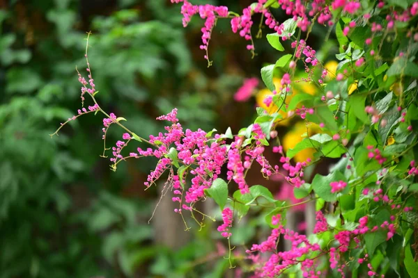 Красиві Рожеві Квіти Саду — стокове фото