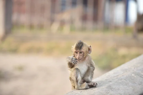 Foco Seletivo Macaco Bebê Pequeno Bonito — Fotografia de Stock