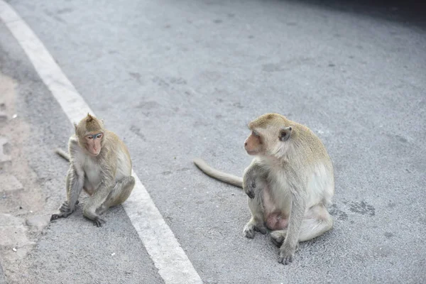 Şehirdeki Bir Grup Komik Maymun — Stok fotoğraf