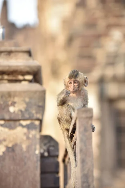 Fokus Selektif Bayi Monyet Lucu — Stok Foto