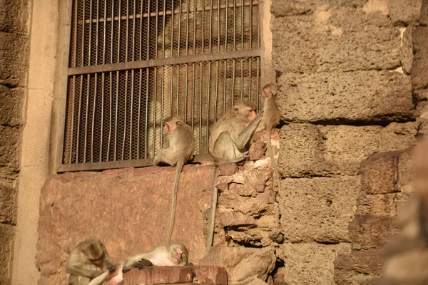 Scimmie Sull Antico Tempio Buddista Asia — Foto Stock