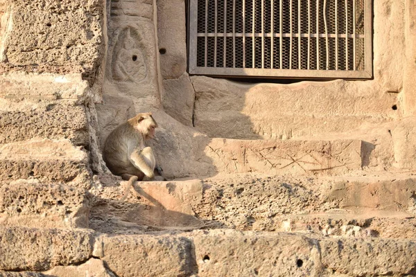 Asya Daki Antik Budist Tapınağındaki Maymun — Stok fotoğraf