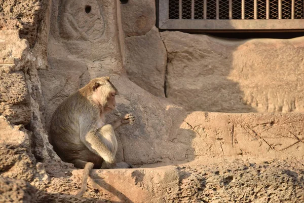 Scimmia Sull Antico Tempio Buddista Asia — Foto Stock