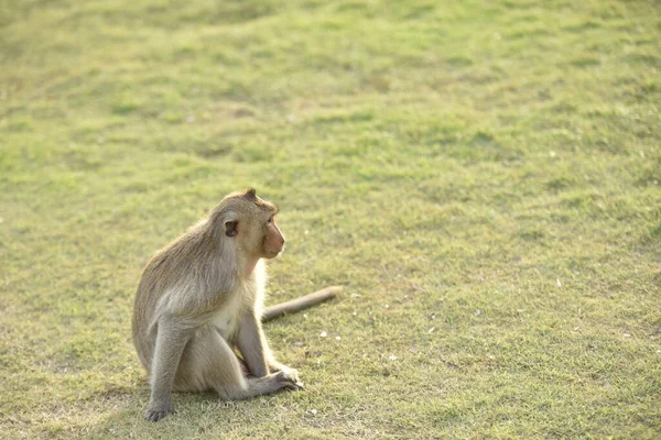 아시아에 원숭이 — 스톡 사진