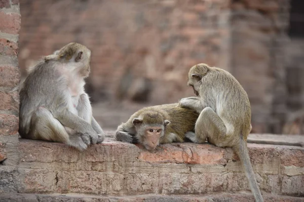 Monyet Kuil Budha Kuno Asia — Stok Foto