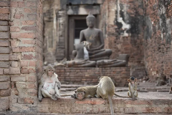 Scimmie Sull Antico Tempio Buddista Asia — Foto Stock