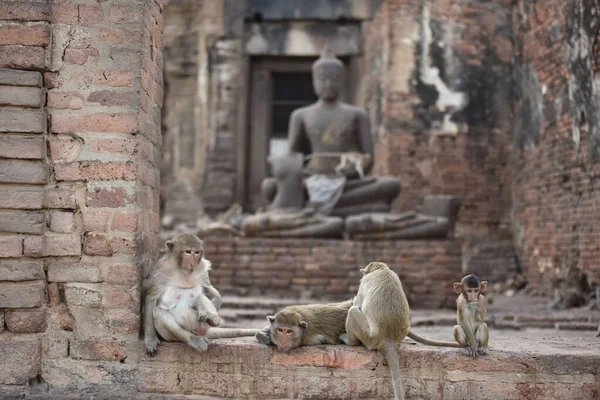 Affen Auf Altem Buddhistischen Tempel Asien — Stockfoto