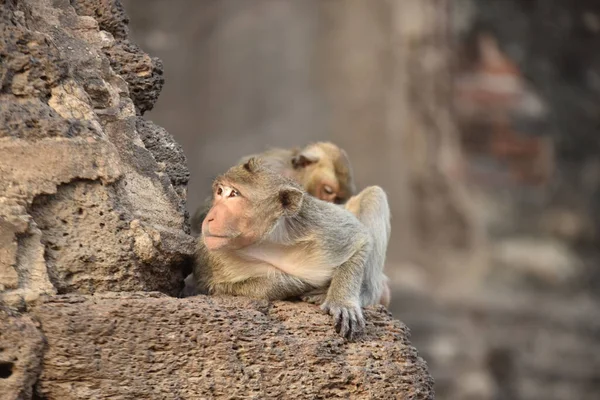 Asya Daki Antik Budist Tapınağındaki Maymunlar — Stok fotoğraf