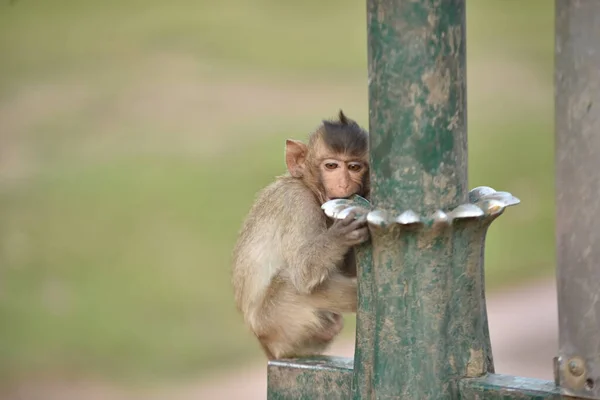 Affe Auf Alter Eisenkonstruktion — Stockfoto