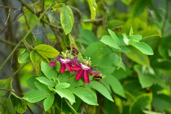 Schöne Blumen Grünen Garten — Stockfoto