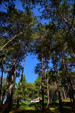 Güneşli bir günde güzel bir orman