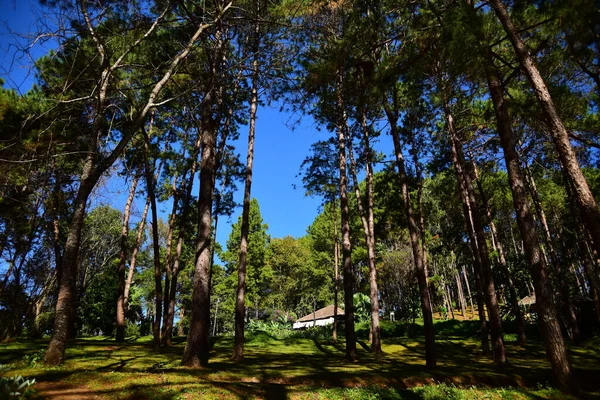 Bela Floresta Dia Ensolarado — Fotografia de Stock