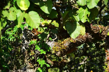 Güneşli ormanda yeşil bitkiler