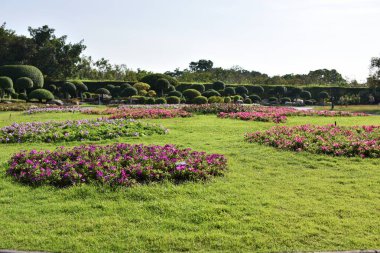 Güneşli bir günde bahçede güzel çiçekler