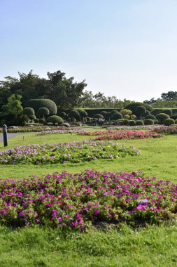 Güneşli bir günde bahçede güzel çiçekler