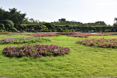 Güneşli bir günde bahçede güzel çiçekler