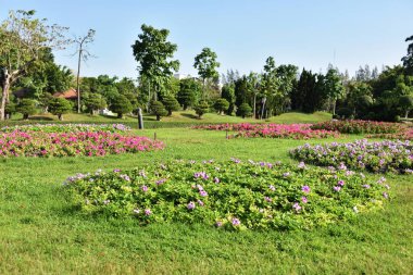 Güneşli bir günde bahçede güzel çiçekler