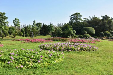 Güneşli bir günde bahçede güzel çiçekler